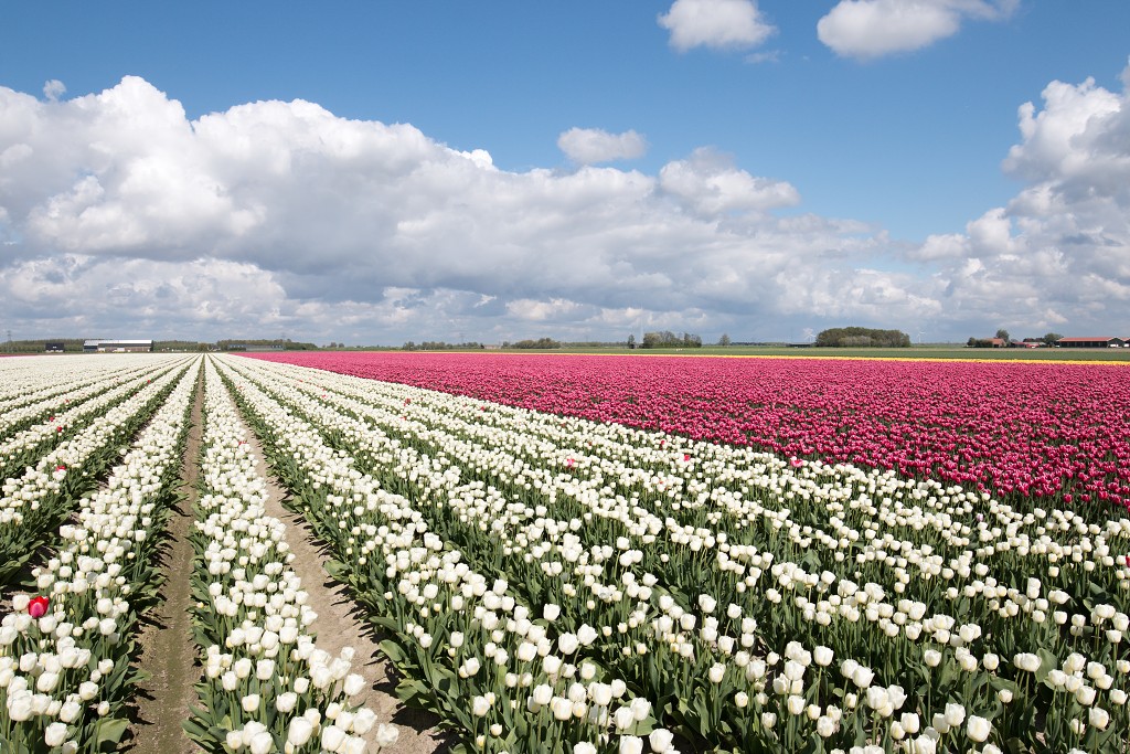 tulp tulpen tulipa natuur hdr tulpenbol liliaceae flora bloem bloemen voorjaar lente tulpenfestival keukenhof festival